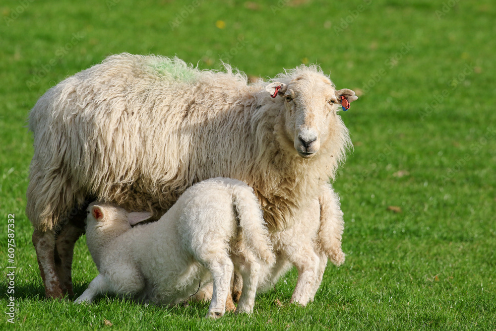 Lamb suckling from their mother, Sheep Farming, Wales Lamb suckling from their mother, Sheep Farming, Wales