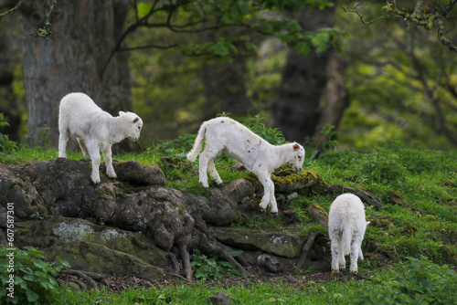 Fototapeta Naklejka Na Ścianę i Meble -  Cute Lambs on a Sheep Farm, Wales