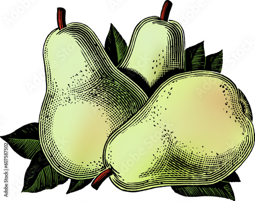 Vintage 1950s etched-style pears.  Detailed black and white from authentic hand-drawn scratchboard includes full colorization.