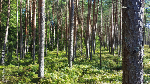 estonia swamp moor landscape view nature trail national park