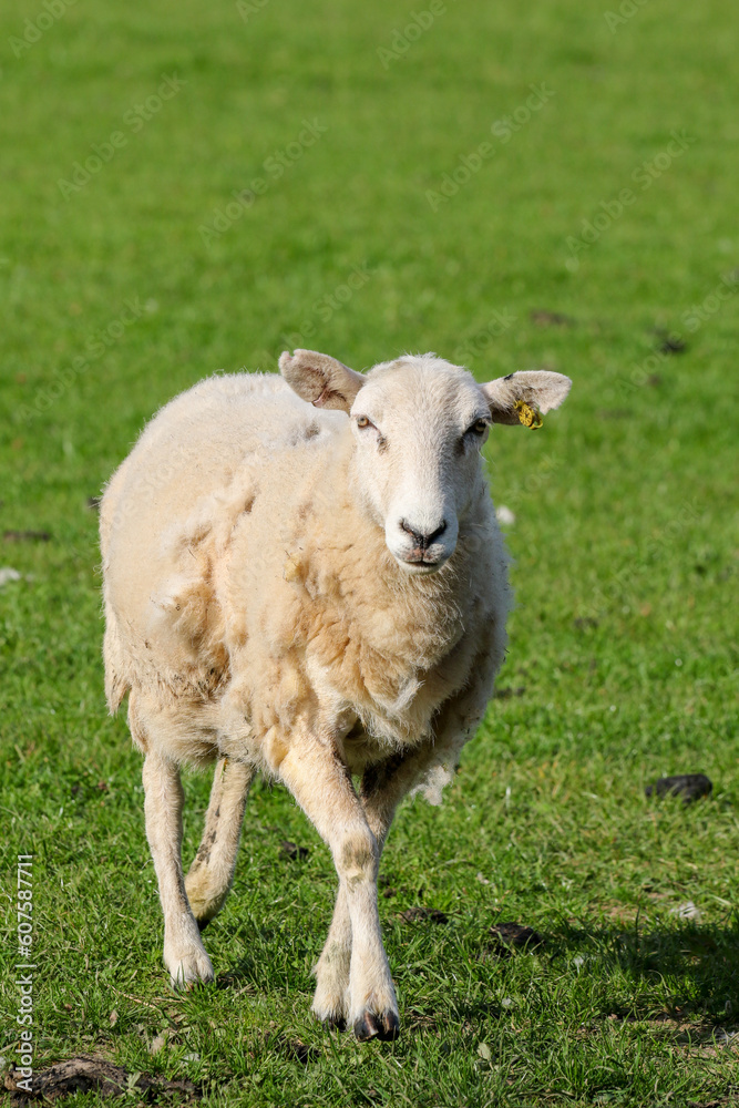 Sheep Framing in Wales, United Kingdom Sheep Framing in Wales, United Kingdom