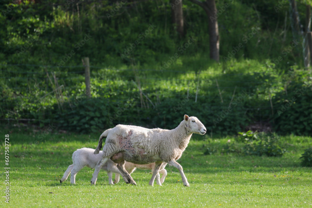 Sheep Framing in Wales, United Kingdom Sheep Framing in Wales, United Kingdom