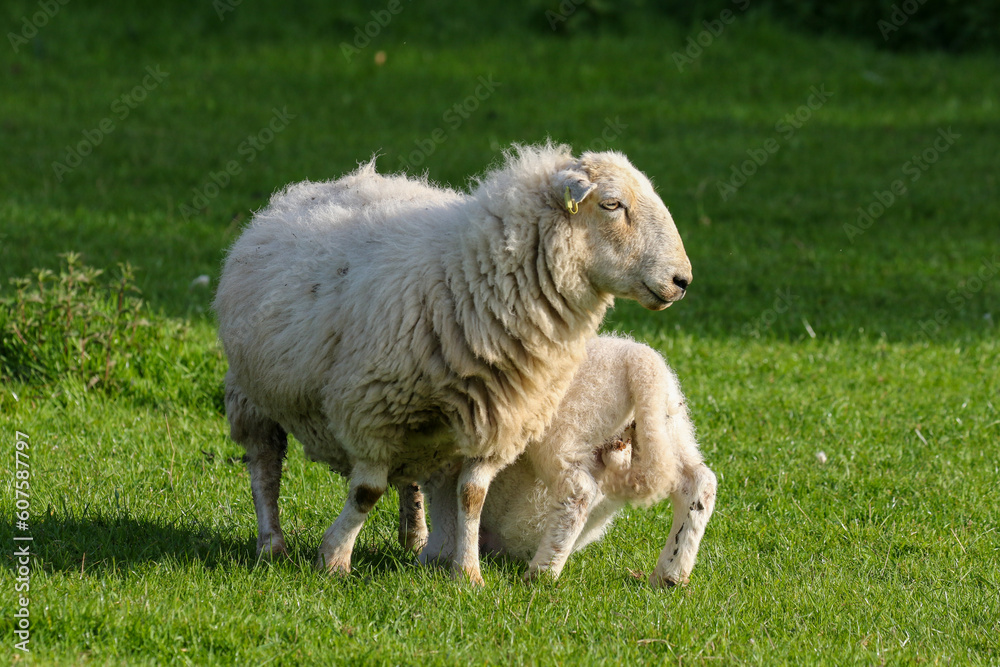 Lamb suckling from their mother, Sheep Farming, Wales Lamb suckling from their mother, Sheep Farming, Wales