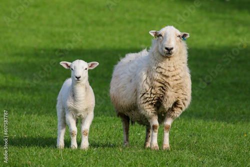 Sheep Farming, Northern Wales