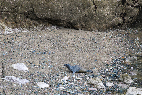 Seals in Angel Bay, Llandudno, Wales
