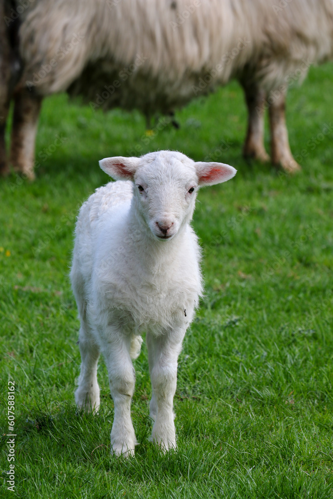 Cute Lambs on a Sheep Farm, Wales Cute Lambs on a Sheep Farm, Wales