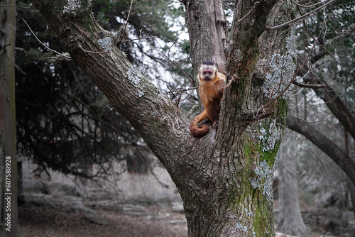 Little monkey looking at camera on tree
