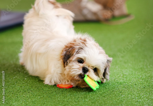 shih tzu with toys