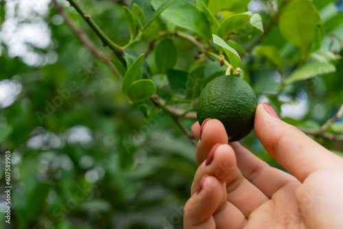 Naklejka Harvesting lemons from a tree