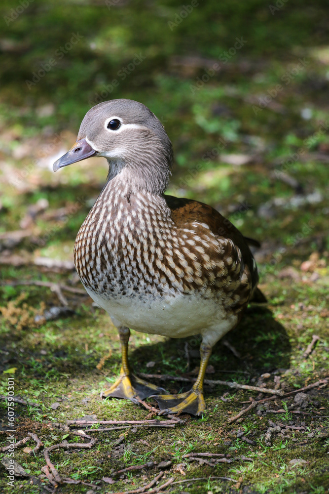 Female Mandarin Duck (Aix galericulata) Female Mandarin Duck (Aix galericulata)