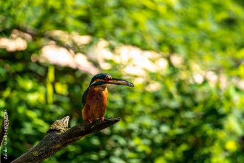 Common Kingfisher with catch