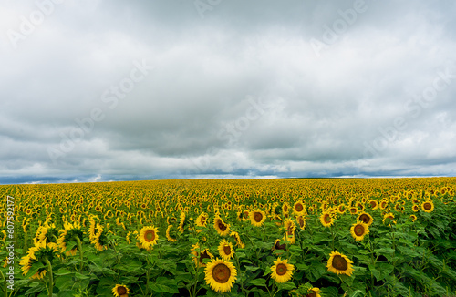 Panoramic field of sunflowers