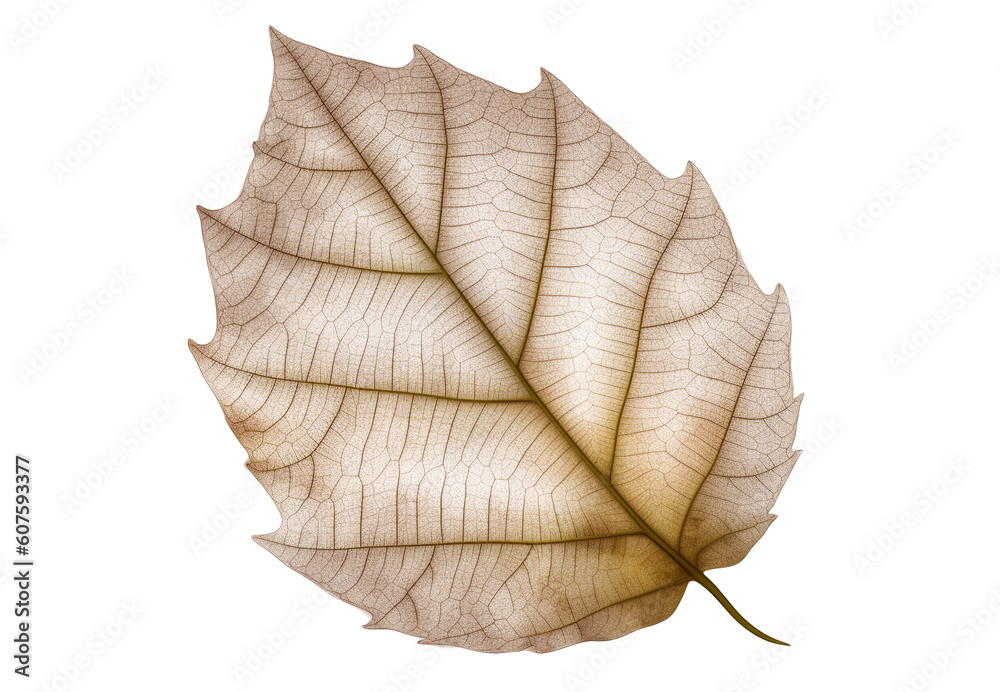 Obraz premium Autumn leaf on transparent background. Generative AI.