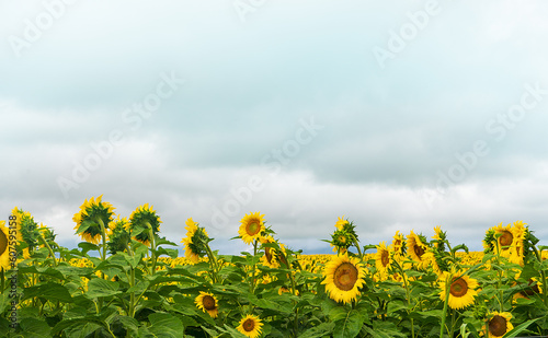 Campo de girasoles 