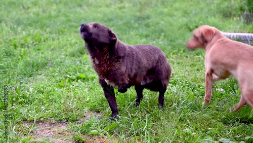 A dog with three legs barks. Handicapped dog. Disabled pet. Rescued dog lost a leg. photo