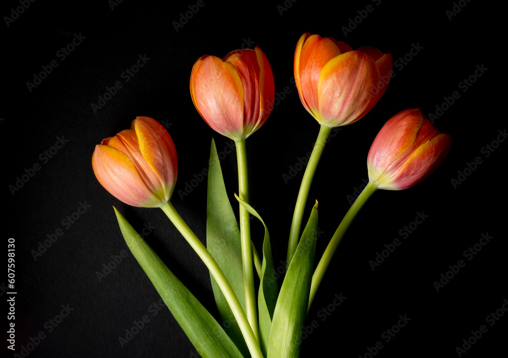 floral ornament of orange tulips on a black background floral ornament of orange tulips on a black background