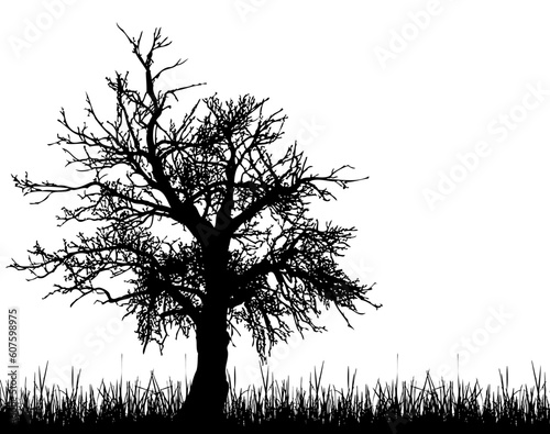 Old tree silhouette