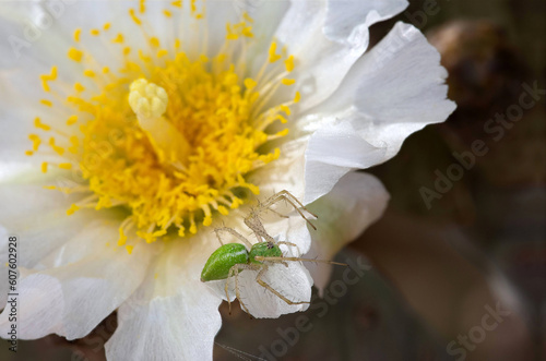 Green Lynx Spider (Peucetia viridans) photo