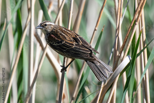 Red-winged Blackbird (Agelaius phoeniceus), female © Tonia