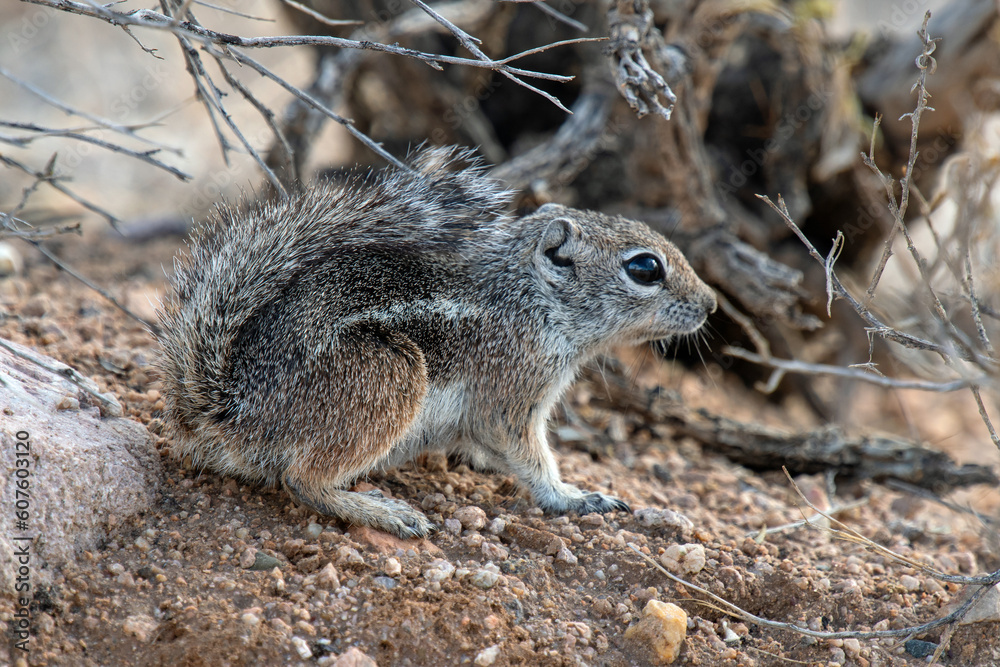 Harris' Antelope Squirrel (Ammospermophilus harrisii) Harris' Antelope Squirrel (Ammospermophilus harrisii)