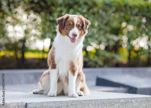 Brown dog breed Miniature American Shepherd photo