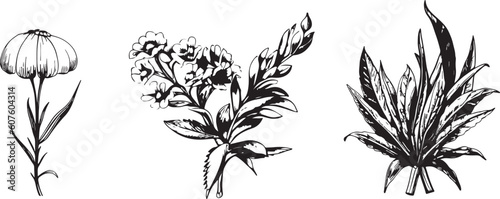 Botanical flowers set graphic engraving ink retro plant clipart