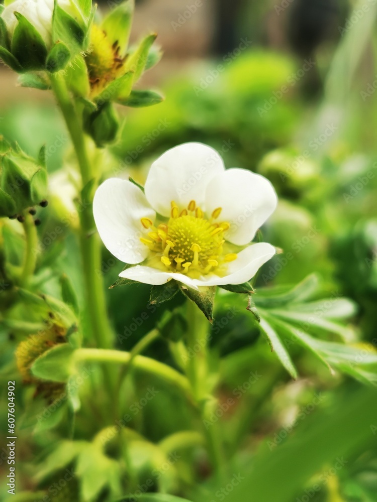 Strawberry flower after rain. Drops of rain on organic strawberry flower in the garden Strawberry flower after rain. Drops of rain on organic strawberry flower in the garden