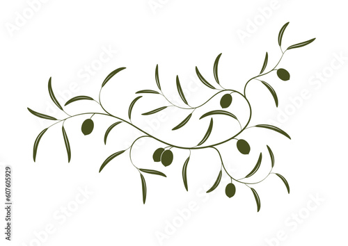 Vector illustration of simple Olive branch three with green olives