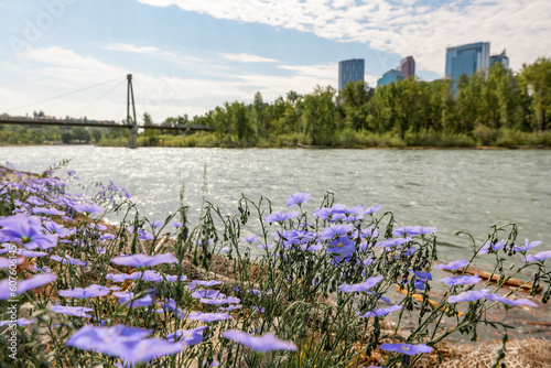Beautiful views along the Bow River in spring summer time with blooming purple flowers and glacial run off aqua, pristine water in background.   #607606145