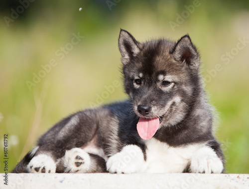 Husky puppy that looks like a wolf