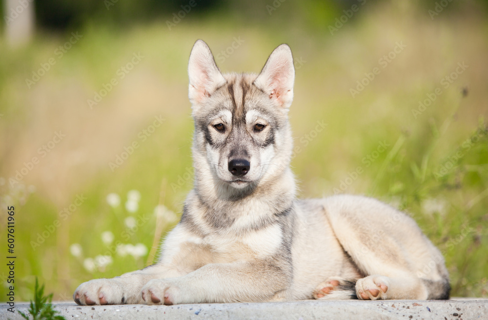 Husky puppy that looks like a wolf Husky puppy that looks like a wolf