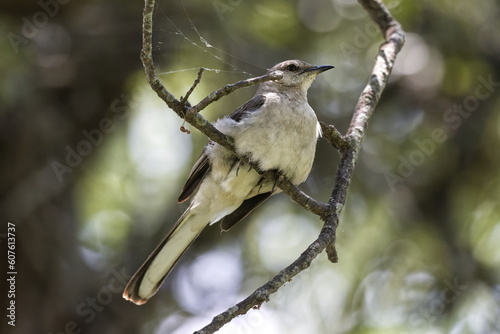 Mockingbird. Mimus polyglottos photo