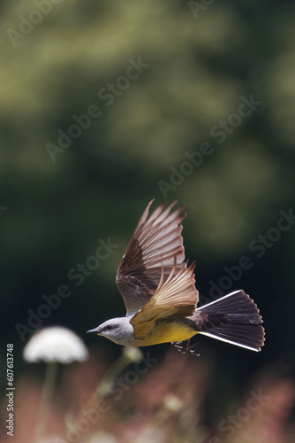 Western kingbird. Tyrannus verticalis