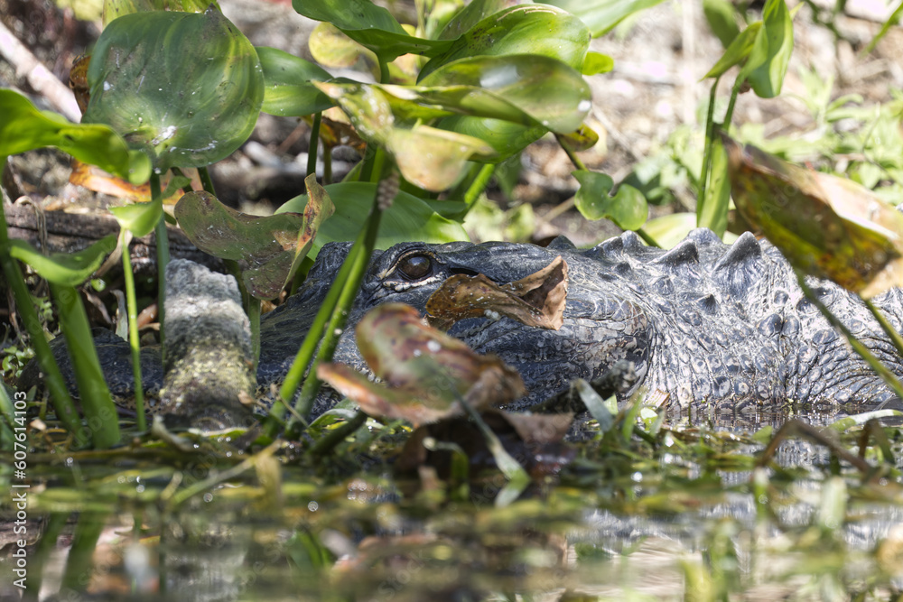 American alligator. Alligator mississippiensis American alligator. Alligator mississippiensis