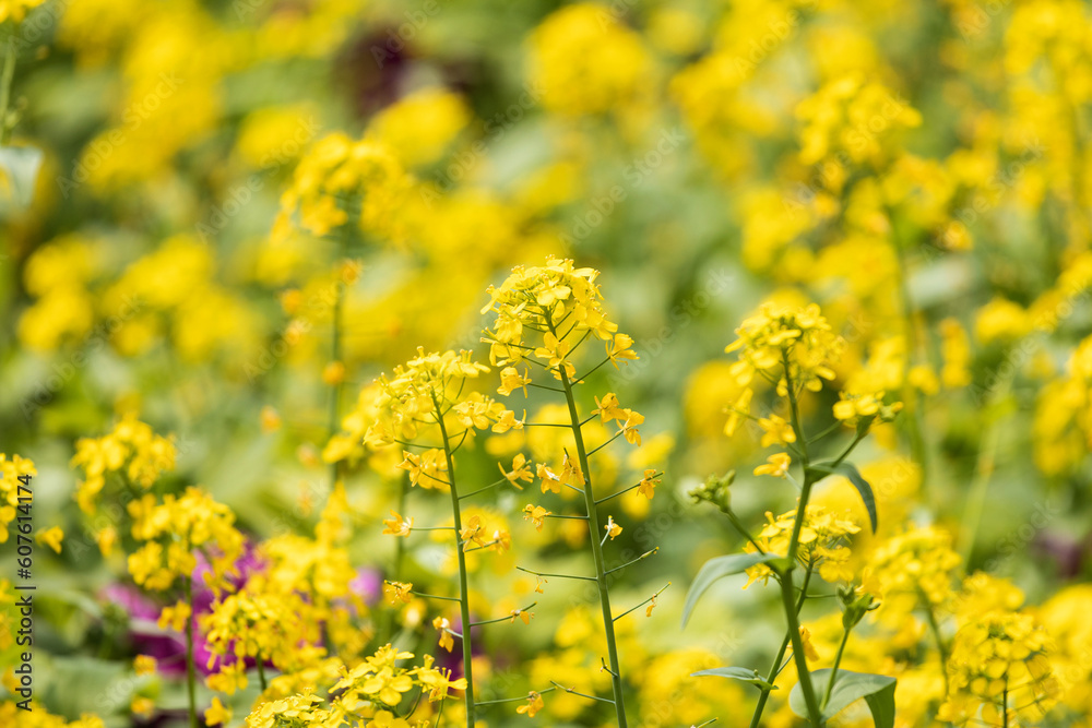 The fields were covered with yellow rape flowers The fields were covered with yellow rape flowers