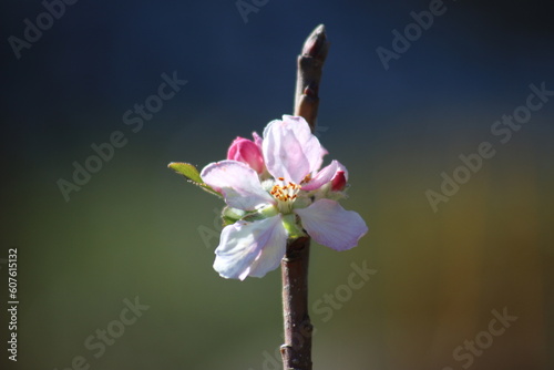 flor da macieira linda flor da maçã  photo