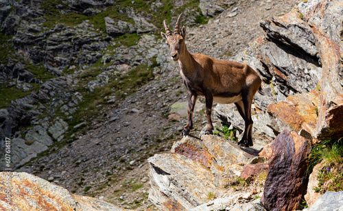 Jeune Bouquetin II - Nid D'aigle - Massif du Mont Blanc