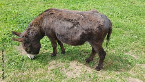minature donkey photo