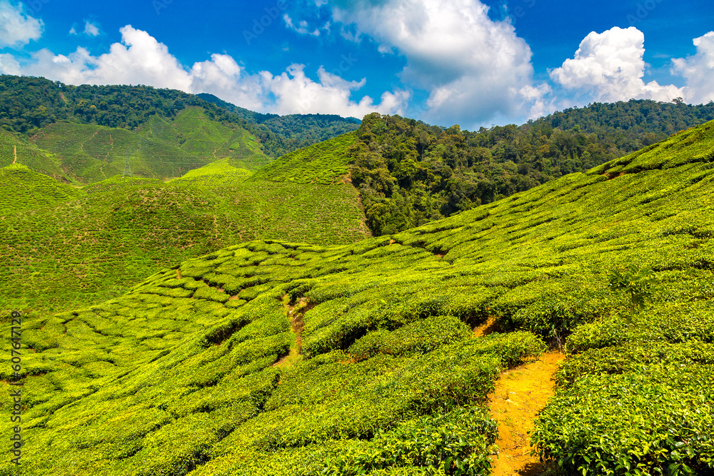 Obraz premium Beautiful Tea plantations