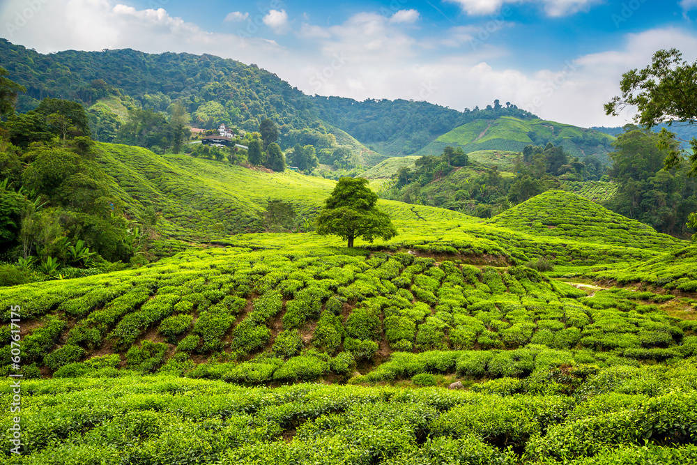 Beautiful Tea plantations