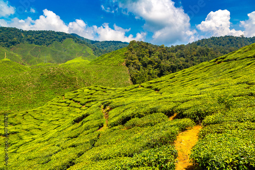 Beautiful Tea plantations