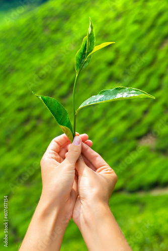 Hand holding a Fresh tea leaf