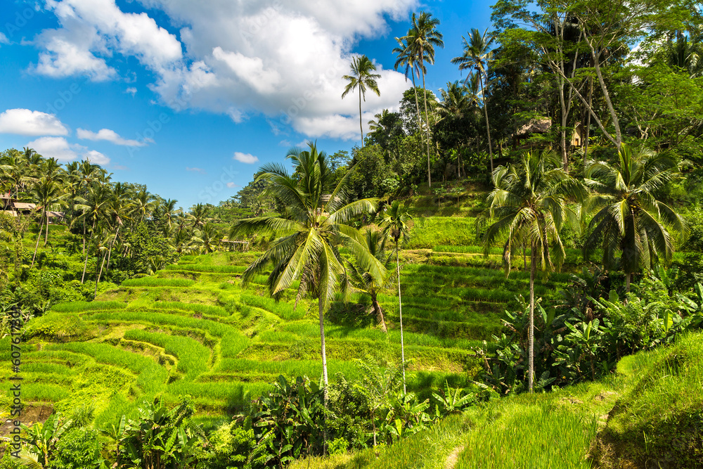Naklejka premium Tegallalang rice terrace on Bali
