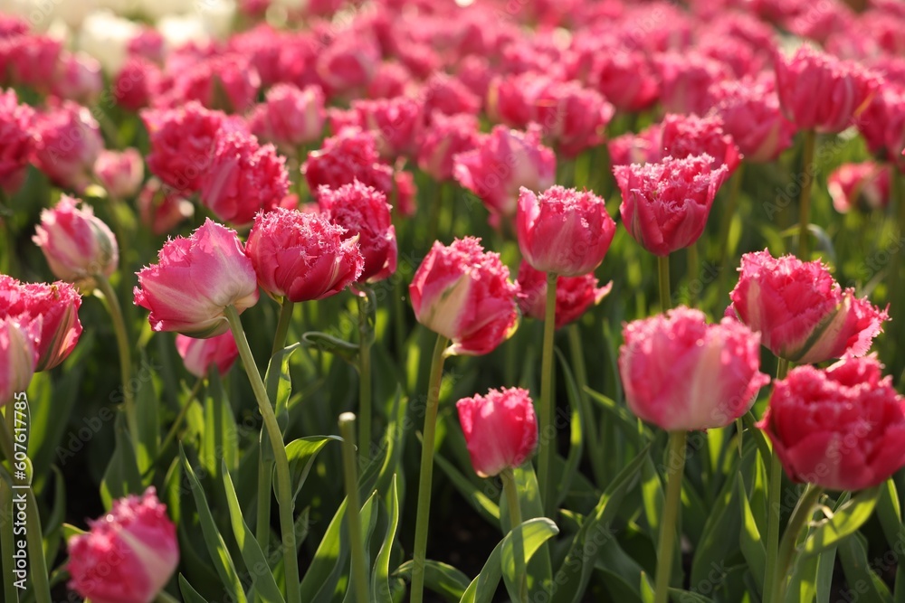 Beautiful colorful tulips growing in flower bed Beautiful colorful tulips growing in flower bed