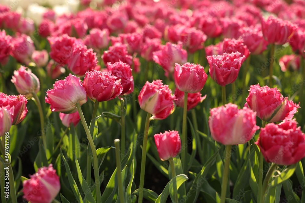 Beautiful colorful tulips growing in flower bed