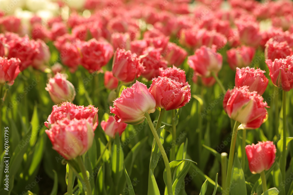 Beautiful colorful tulips growing in flower bed Beautiful colorful tulips growing in flower bed