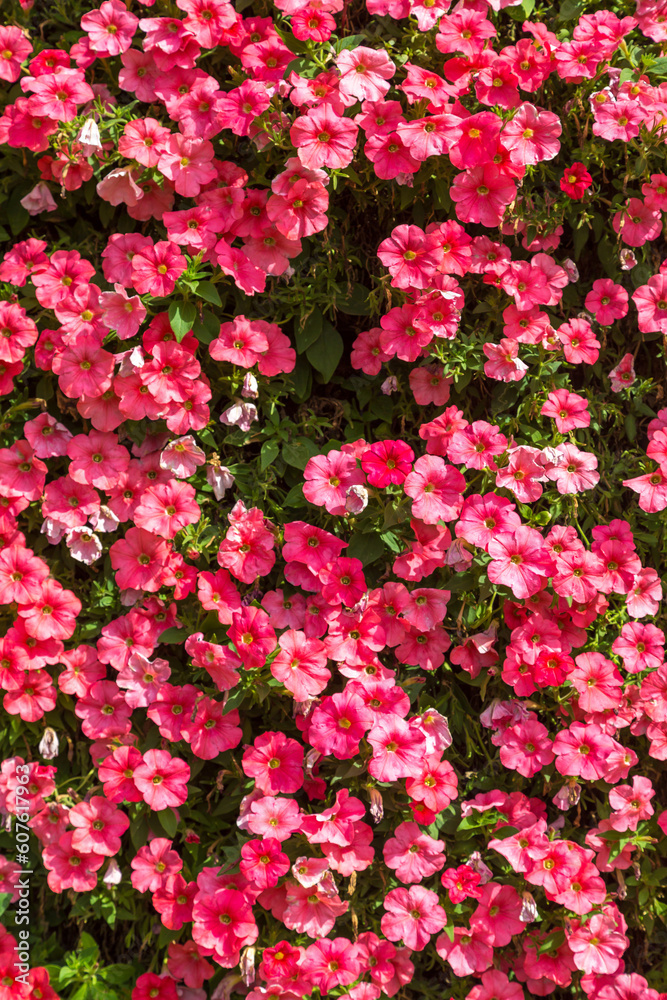 Background of petunias flowers