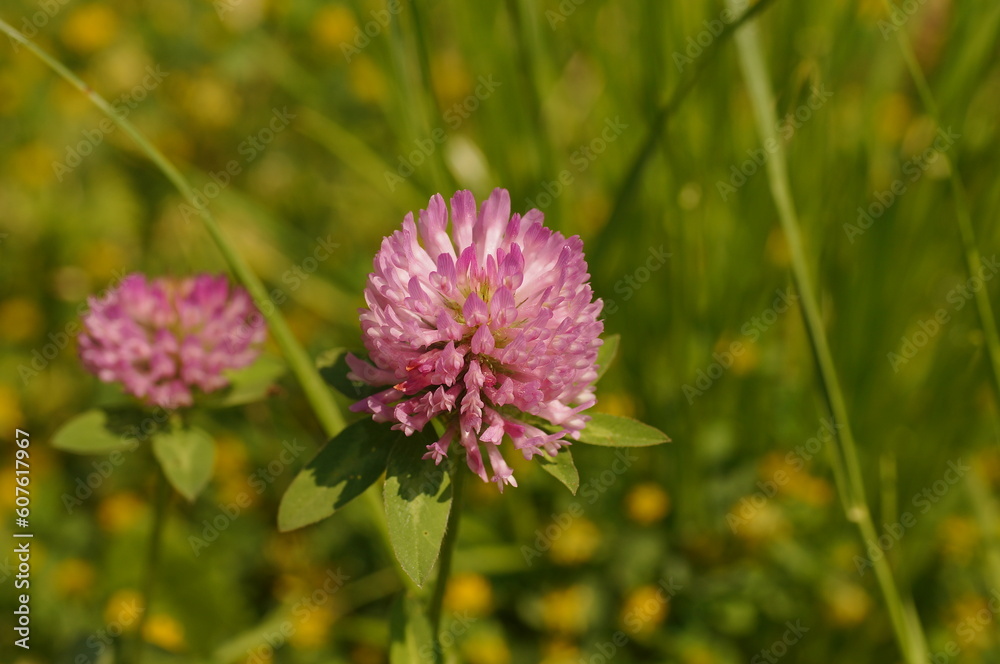 Fototapeta premium Two-spike clover, Latin name: Trifolium alpestre, a purple meadow flower.