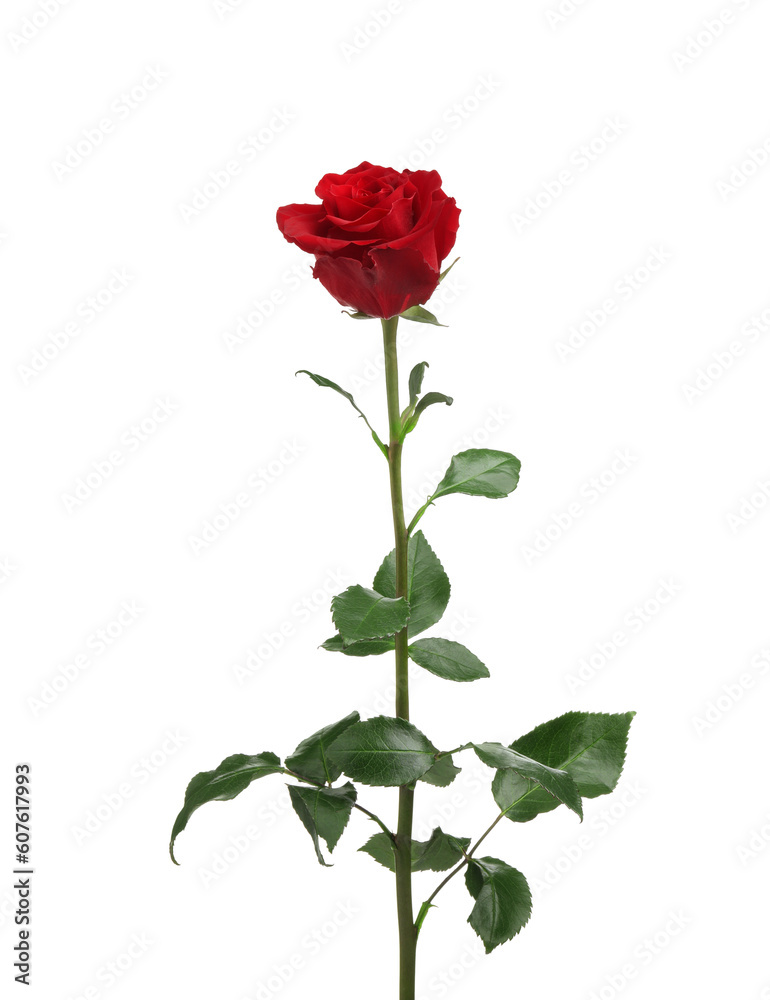 Beautiful fresh red rose isolated on white Beautiful fresh red rose isolated on white