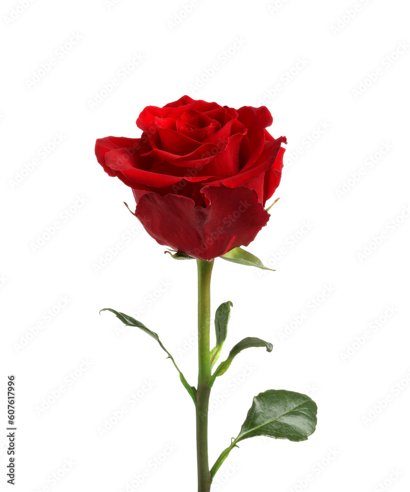 Beautiful fresh red rose isolated on white Beautiful fresh red rose isolated on white